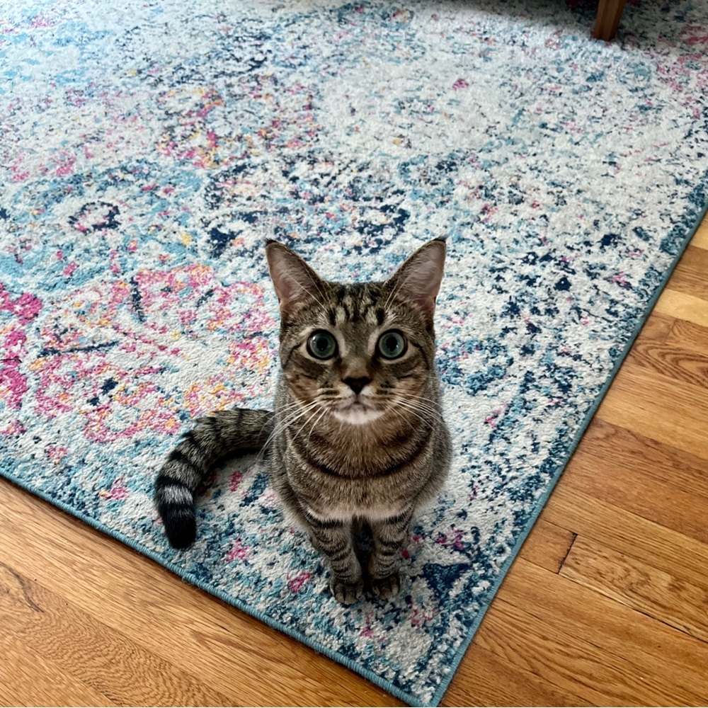 Meet your Posher, Ashley